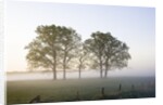 Oak Trees in a Pasture by Anonymous