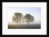 Oak Trees in a Pasture by Anonymous