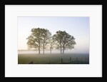 Oak Trees in a Pasture by Anonymous