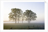 Oak Trees in a Pasture by Anonymous