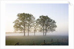 Oak Trees in a Pasture by Anonymous
