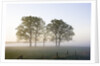 Oak Trees in a Pasture by Anonymous