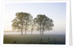 Oak Trees in a Pasture by Anonymous