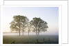 Oak Trees in a Pasture by Anonymous