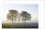 Oak Trees in a Pasture by Anonymous