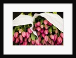 Pink Tulips Wrapped in Paper by Anonymous
