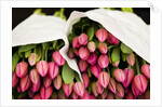 Pink Tulips Wrapped in Paper by Anonymous