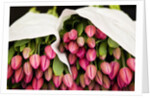 Pink Tulips Wrapped in Paper by Anonymous