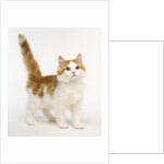 Ginger and White Kitten by Anonymous