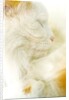 Close-up of a Turkish Van, a Swimming Cat by Anonymous