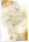 Close-up of a Turkish Van, a Swimming Cat by Anonymous