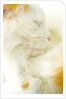 Close-up of a Turkish Van, a Swimming Cat by Anonymous