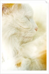 Close-up of a Turkish Van, a Swimming Cat by Anonymous