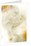 Close-up of a Turkish Van, a Swimming Cat by Anonymous