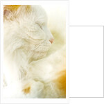 Close-up of a Turkish Van, a Swimming Cat by Anonymous