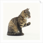 Tabby Kitten by Anonymous