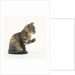 Tabby Kitten by Anonymous