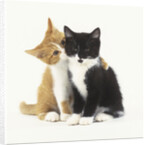 Black and Ginger Kittens Hugging by Anonymous