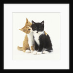 Black and Ginger Kittens Hugging by Anonymous