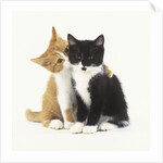 Black and Ginger Kittens Hugging by Anonymous