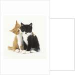 Black and Ginger Kittens Hugging by Anonymous