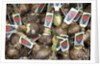 Flower Bulbs for Sale at the Bloemenmarkt by Anonymous