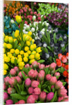 Tulips for Sale at the Bloemenmarkt by Anonymous
