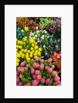 Tulips for Sale at the Bloemenmarkt by Anonymous