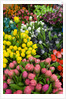 Tulips for Sale at the Bloemenmarkt by Anonymous