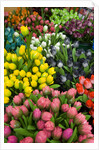 Tulips for Sale at the Bloemenmarkt by Anonymous