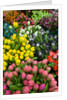 Tulips for Sale at the Bloemenmarkt by Anonymous