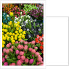Tulips for Sale at the Bloemenmarkt by Anonymous