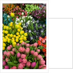 Tulips for Sale at the Bloemenmarkt by Anonymous