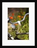 Old Bicycle and Flowers by Anonymous