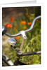 Old Bicycle and Flowers by Anonymous