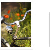 Old Bicycle and Flowers by Anonymous