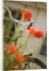 Old Bicycle and Flowers by Anonymous