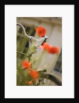 Old Bicycle and Flowers by Anonymous