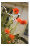 Old Bicycle and Flowers by Anonymous