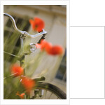 Old Bicycle and Flowers by Anonymous