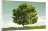 Tree in a Field by Anonymous