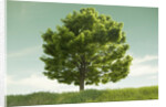 Tree in a Field by Anonymous