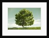 Tree in a Field by Anonymous