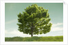 Tree in a Field by Anonymous