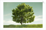 Tree in a Field by Anonymous