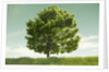 Tree in a Field by Anonymous