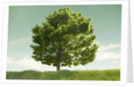 Tree in a Field by Anonymous