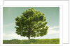 Tree in a Field by Anonymous