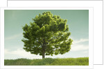 Tree in a Field by Anonymous