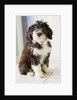 Bearded Collie Puppy by Anonymous